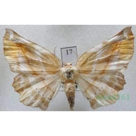 Apeira syringaria (Linnaeus, 1758) female Czech17